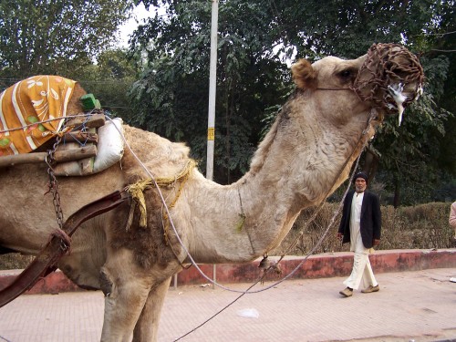 camel at the Taj Mahal