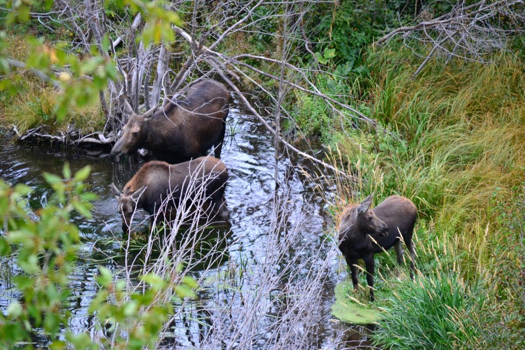 Moose Family at Grand Teton National Park